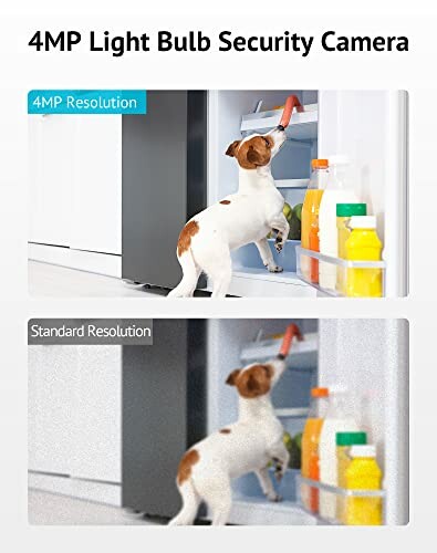 Comparison of 4MP and standard resolution images showing a dog reaching into a fridge.